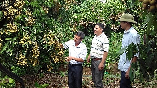 Sơn La xuất khẩu 40 tấn nhãn sang Trung Quốc theo đường chính ngạch xuat khau 40 tan nhan sang trung quoc theo duong chinh ngach