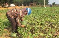 Quảng Trị: Nâng cao giá trị nông sản địa phương nhờ Chương trình OCOP