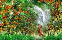 Đồng Tháp: Năm 2020, có 18 sản phẩm OCOP đạt 3 – 5 sao