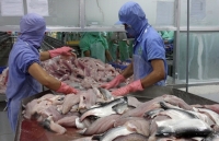 Cơ hội đẩy mạnh xuất khẩu cá da trơn vào Mỹ