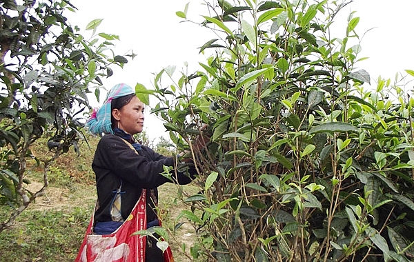 Chè hữu cơ bản Liền - độc đáo sản phẩm OCOP Lào Cai che huu co ban lien doc dao san pham ocop lao cai