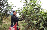 Chè hữu cơ bản Liền - độc đáo sản phẩm OCOP Lào Cai