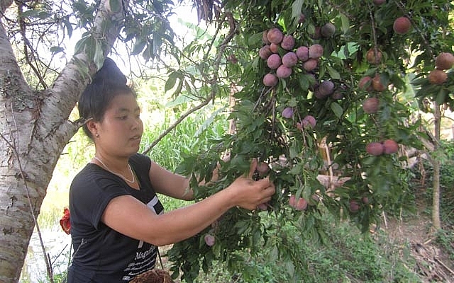 man yen chau chinh phuc thi truong bang chat luong