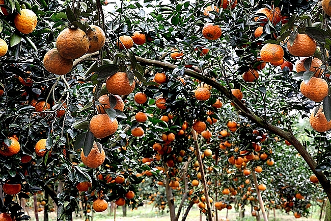 de nui lam binh cam ham yen mat ong tuyen quang thanh san pham ocop