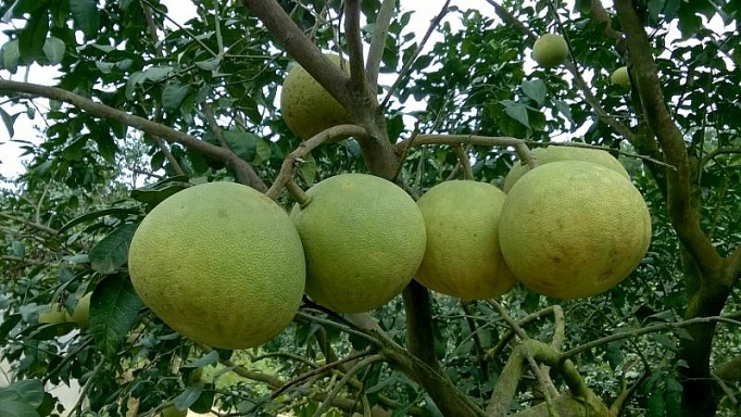 Yên Bái: 5 sản phẩm được xây dựng thành sản phẩm OCOP 3 sao yen bai 5 san pham duoc xay dung thanh san pham ocop 3 sao