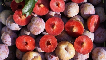 Sơn La: Mùa quả ngọt