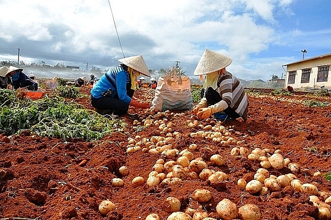 nhieu giai phap xu ly nong san doi lot hang viet