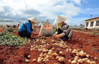 Xử lý nông sản “đội lốt” hàng Việt: Đa dạng giải pháp