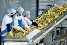 Rau quả Việt Nam mới chỉ chiếm 2% tại thị trường EU