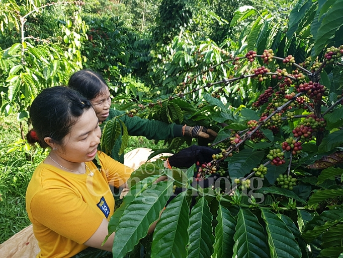 Phát triển theo chuỗi: Góp phần bền vững ngành cà phê Việt Nam phat trien theo chuoi gop phan ben vung nganh ca phe viet nam