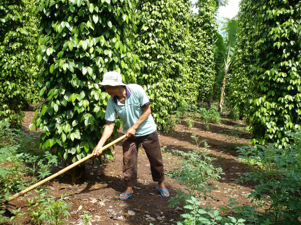 Nâng cao chất lượng sẽ giúp nâng cao sức cạnh tranh cho hồ tiêu xuất khẩu 1707-xk-ho-tieu