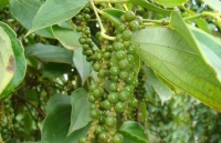 Ngành Công Thương Đắk Nông: Về đích các chỉ tiêu năm 2019