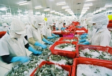 “Với Hiệp định UKVFTA, ta có lợi thế của người đi trước!”