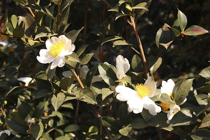 khai mac hoi hoa so binh lieu 2018