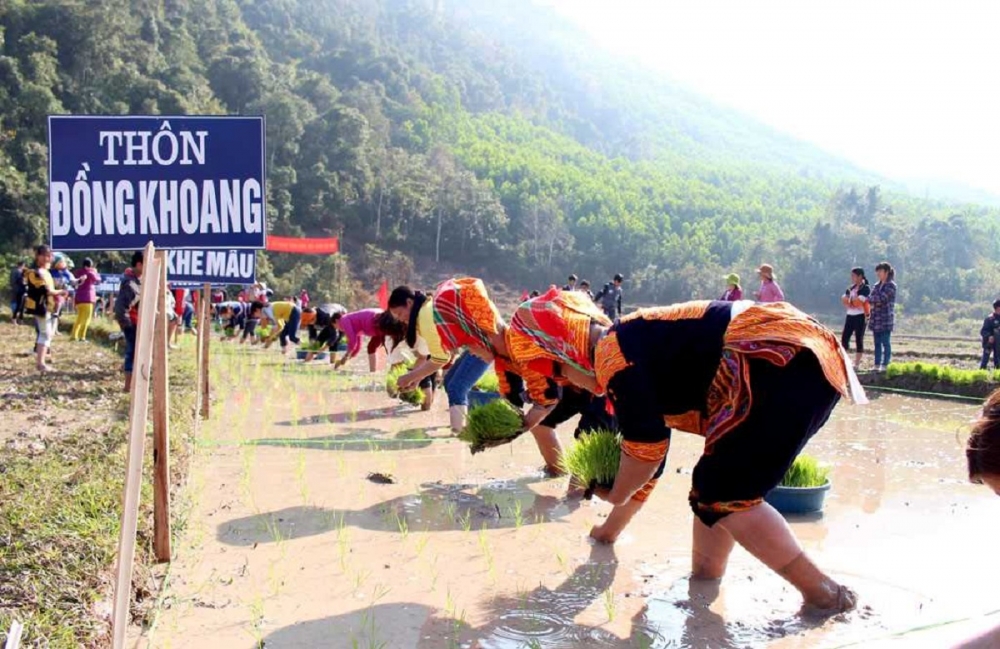 Thi cấy tại Lễ hội Lồng Tồng của Huyện Ba Chẽ Thi cấy tại Lễ hội Lồng Tồng của Huyện Ba Chẽ