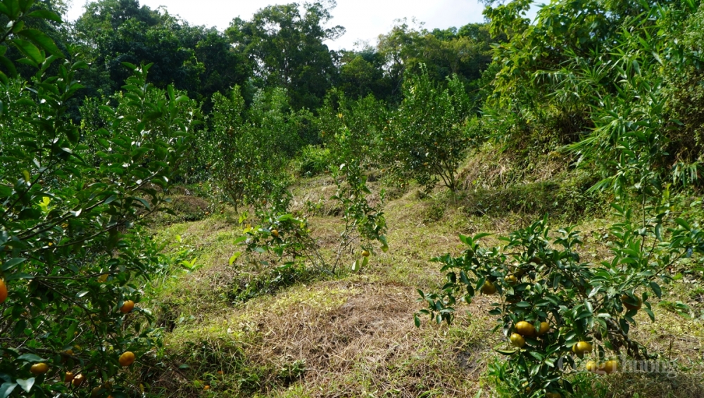 Mô hình kinh tế trang trại góp phần tích cực vào chuyển dịch cơ cấu kinh tế nông nghiệp và xây dựng NTM Mô hình kinh tế trang trại góp phần tích cực vào chuyển dịch cơ cấu kinh tế nông nghiệp và xây dựng NTM