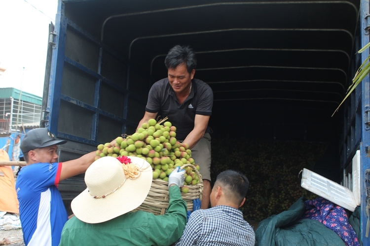 Quảng Ninh: Được mùa vải chín sớm Phương Nam quang ninh duoc mua vai chin som phuong nam