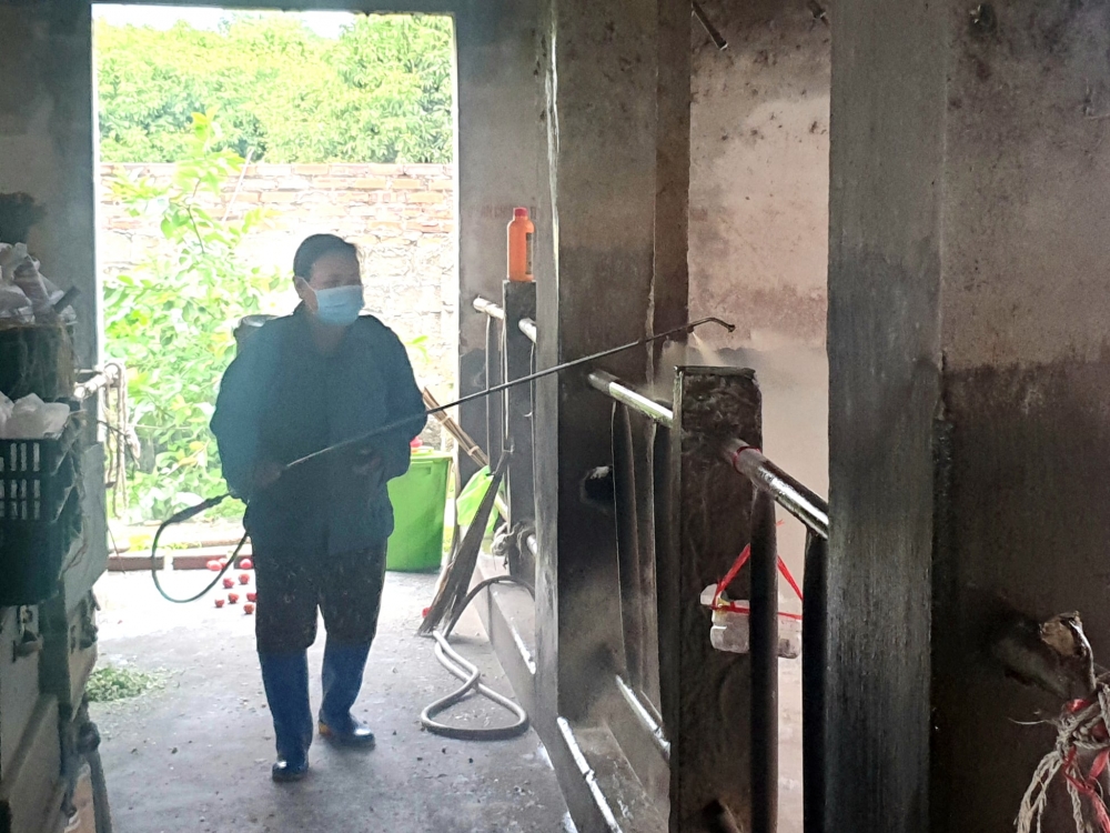 Thực hiện khử khuẩn chuồng, trại nhằm ngăn chặn dịch tả lợn Châu Phi lan rộng