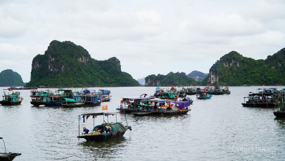 các chủ tàu thuyền đánh bắt thủy sản bị ảnh hưởng do giá nhiên liệu tăng cao