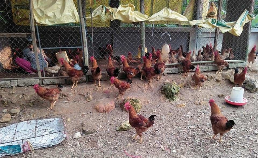 Quảng Ninh xuất hiện chủng cúm gia cầm A/H5N8 lần đầu có tại Việt Nam