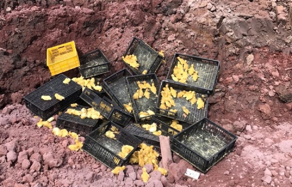 Quảng Ninh: Gần 3.000 con vịt giống nhập lậu bị tiêu hủy Quảng Ninh: Gần 3.000 con vịt giống nhập lậu bị tiêu hủy