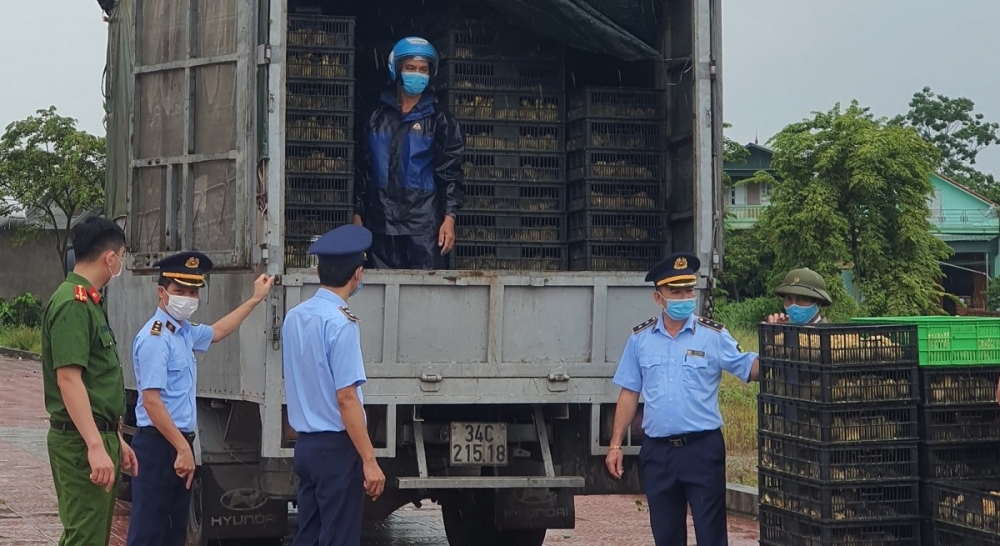 Số gia cầm không rõ nguồn gốc bị lực lượng QLLT Quảng Ninh phát hiện Số gia cầm không rõ nguồn gốc bị lực lượng QLLT Quảng Ninh phát hiện