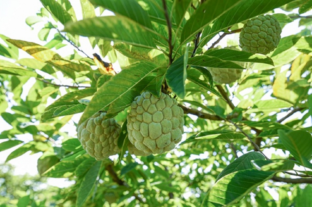 Sản phẩm được quản lý chất lượng nghiêm ngặt, chặt chẽ, tuân thủ quy trình trồng, chăm sóc Na theo tiêu chuẩn VIETGAP Sản phẩm được quản lý chất lượng nghiêm ngặt, chặt chẽ, tuân thủ quy trình trồng, chăm sóc Na theo tiêu chuẩn VIETGAP