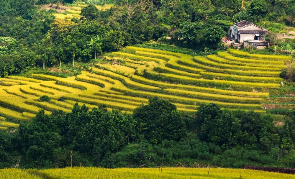 1843-mua-vang-binh-lieu