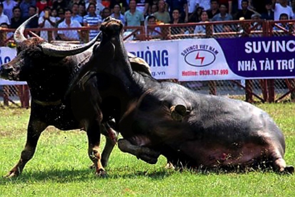 Lễ hội chọi trâu Đồ Sơn được tổ chức trở lại sau 2 năm bị tạm dừng do dịch Covid-19 Lễ hội chọi trâu Đồ Sơn được tổ chức trở lại sau 2 năm bị tạm dừng do dịch Covid-19