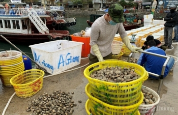 Quảng Ninh: Tập trung hỗ trợ tiêu thụ thủy sản cho người dân