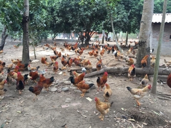 Quảng Ninh lần đầu tiên tổ chức hội thi“Vua gà”