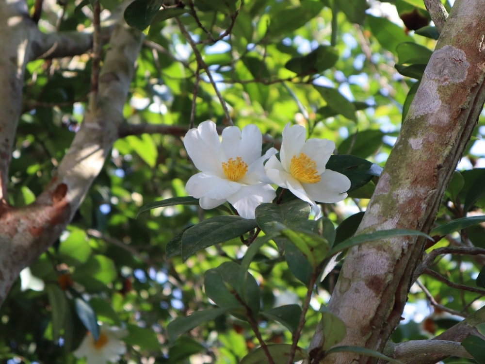 Hội Hoa sở huyện Bình Liêu năm 2020 dự kiến được tổ chức vào đầu tháng 12/2020 5741-hoi-hoa-so