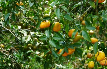 Quảng Ninh: Sản phẩm OCOP cam Vạn Yên dần khẳng định thương hiệu