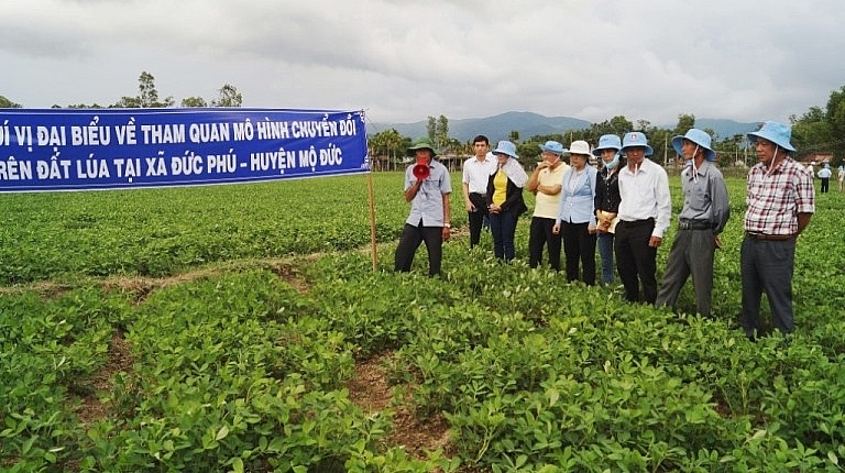 0451-quang-ngai