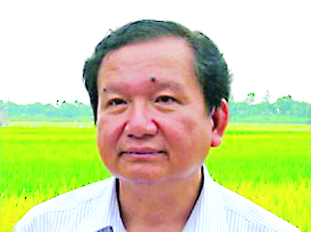 Rice farmers face stagnant sales, lower prices rice farmers face stagnant sales lower prices