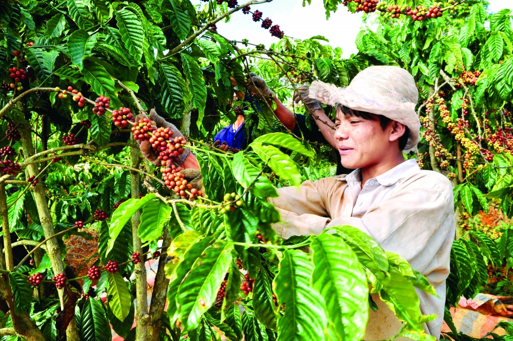 project improves coffee quality in lam dong province