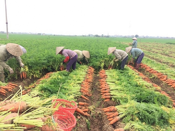 Hải Dương kêu gọi hỗ trợ tiêu thụ cà rốt cho nông dân hai duong keu goi ho tro tieu thu ca rot cho nong dan