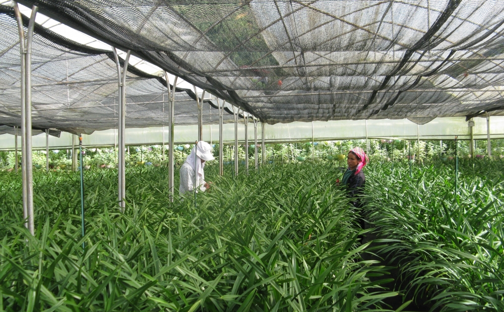 Khoa học công nghệ: Đổi thay diện mạo nông thôn, miền núi