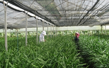 Ứng dụng khoa học công nghệ: Đổi thay diện mạo nông thôn, miền núi