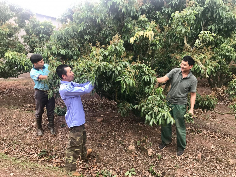 Cơ hội tốt gia tăng xuất khẩu sản phẩm nông nghiệp Bắc Giang