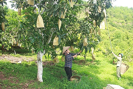 nang cao hieu qua quan ly bao dam an toan thuc pham thuc day xuat khau nong san