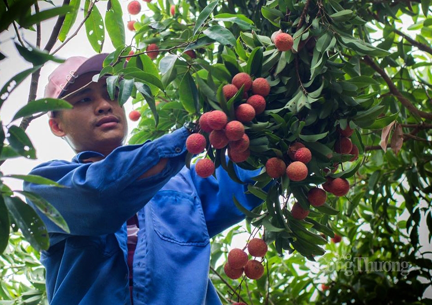 hai duong kich cau tieu thu vai thieu mua vu 2020