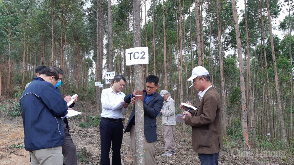 Nguyên liệu ngành công nghiệp giấy: Triển vọng từ những giống mới, năng suất cao Nguyên liệu ngành công nghiệp giấy: Triển vọng từ những giống mới, năng suất cao