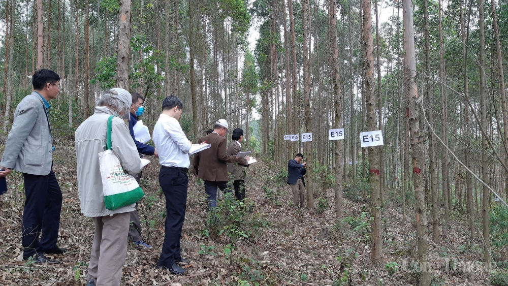 Nguyên liệu ngành công nghiệp giấy: Triển vọng từ những giống mới, năng suất cao Nguyên liệu ngành công nghiệp giấy: Triển vọng từ những giống mới, năng suất cao