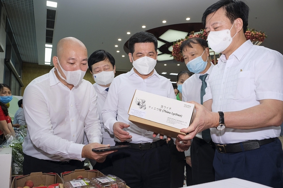 Vải thiều vào Singapore - cửa ngõ ra thế giới Vải thiều vào Singapore - cửa ngõ ra thế giới