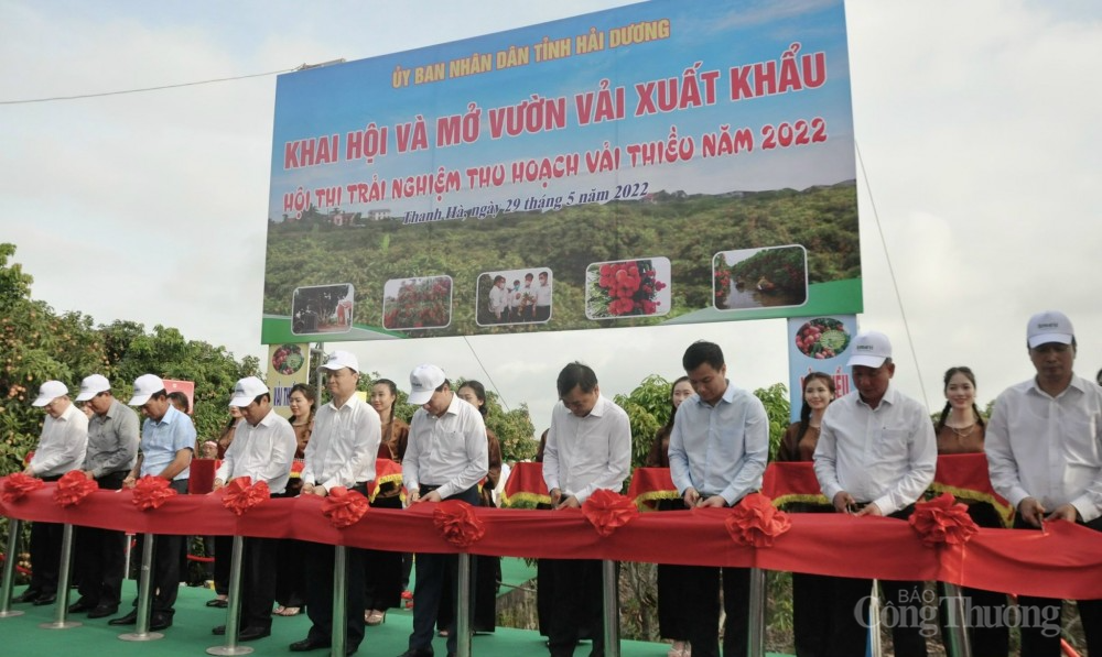 Hải Dương: Khai hội và mở vườn vải xuất khẩu Hải Dương: Khai hội và mở vườn vải xuất khẩu