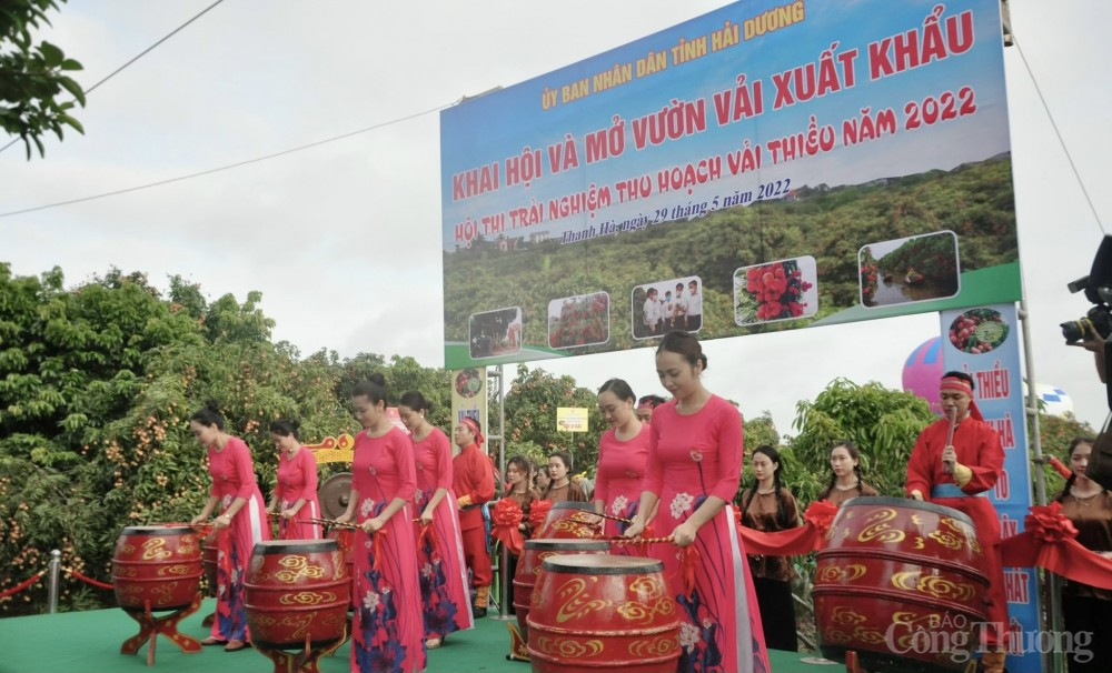 Hải Dương: Khai hội và mở vườn vải xuất khẩu Hải Dương: Khai hội và mở vườn vải xuất khẩu