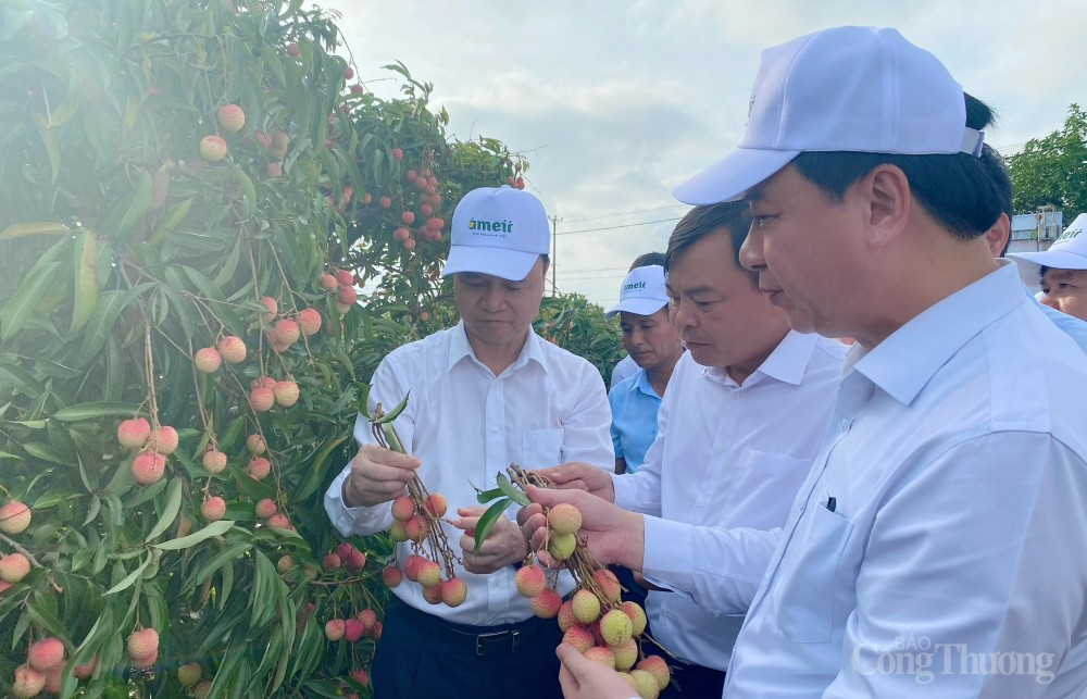 Bộ Công Thương đẩy mạnh hỗ trợ Hải Dương xúc tiến tiêu thụ vải thiều Bộ Công Thương đẩy mạnh hỗ trợ Hải Dương xúc tiến tiêu thụ vải thiều