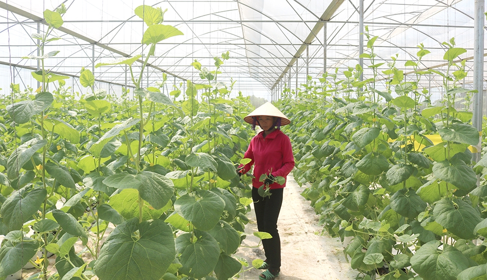 Phú Thọ: Phát triển các chuỗi liên kết từ sản xuất, chế biến đến tiêu thụ sản phẩm an toàn Phú Thọ: Phát triển các chuỗi liên kết từ sản xuất, chế biến đến tiêu thụ sản phẩm an toàn