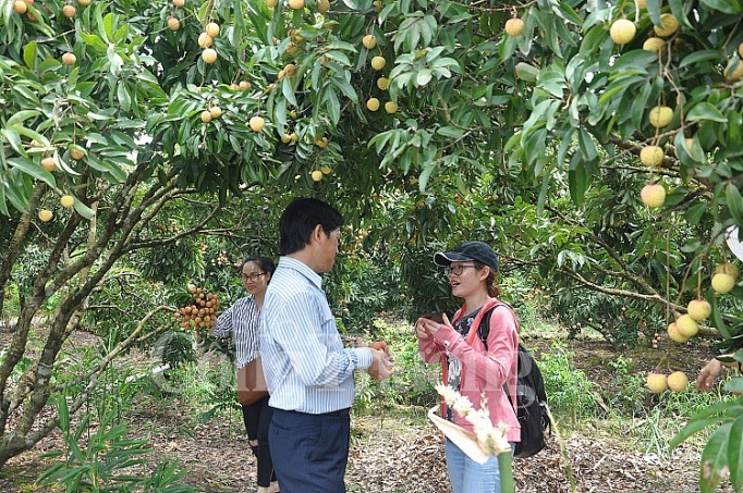 hai duong thanh cong lon trong tieu thu vai thieu nam 2018